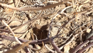 A lizard in the desert.  He's in the center of the photo at the top of the hole.  Pretty good job of camouflage, I think.